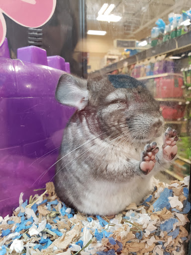 Pet Supply Store «PetSmart», reviews and photos, 7663 Arundel Mills Blvd, Hanover, MD 21076, USA