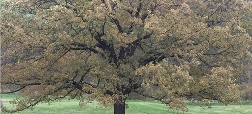 Winery «Morgan Creek Vineyards and Winery», reviews and photos, 23707 478th Ave, New Ulm, MN 56073, USA