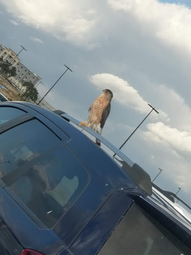 Discount Store «Walmart», reviews and photos, 305 Singing View, Spring Branch, TX 78070, USA