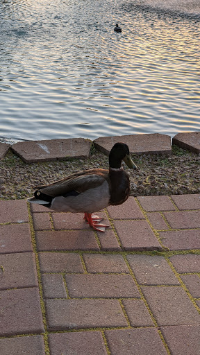 Golf Club «Painted Mountain Golf Resort», reviews and photos, 6210 E McKellips Rd, Mesa, AZ 85215, USA