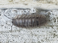 Bug Techs Pest Control Company Inc - Photo 7 - Car repair in Richmond Hill, NY, New York