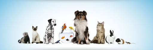 Clínica Veterinaria La Calzada en Gijón