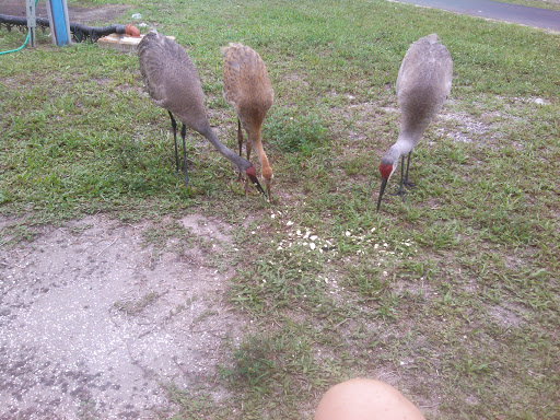 Nature Preserve «Scottsmoor Flatwoods Sanctuary East», reviews and photos, 6000 Magoon Ave, Mims, FL 32754, USA