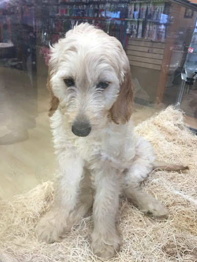 Pet Store «Perfect Pets», reviews and photos, 6840 S University Blvd #410, Centennial, CO 80122, USA