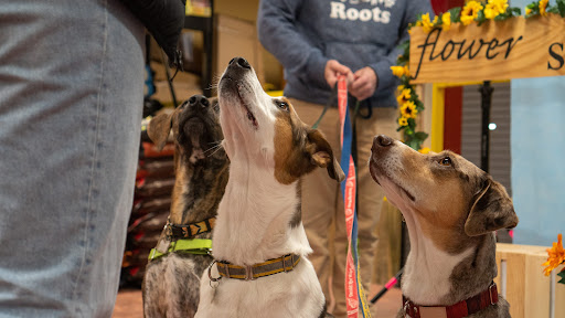 Pet Supply Store «Wags To Wiskers Pet Supplies», reviews and photos, 2423 W Stadium Blvd, Ann Arbor, MI 48103, USA