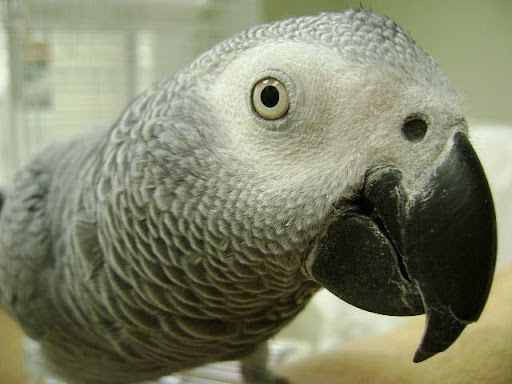 The Center For Avian & Exotic Medicine image 10