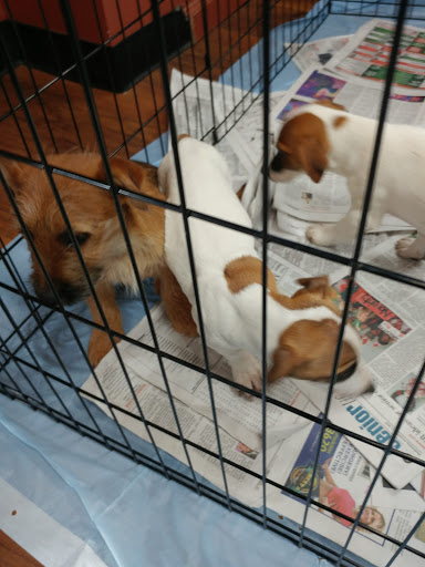 Pet Store «Pet Valu», reviews and photos, 1301 W Skippack Pike, Blue Bell, PA 19422, USA