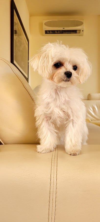 Chic doggy en Cubelles