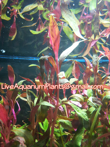 Aquarium «Live Aquarium Plants Company», reviews and photos, 240 NW 107th Ave, Miami, FL 33172, USA