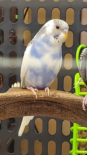 Pet Supply Store «PetSmart», reviews and photos, 160 Wadsworth Blvd, Lakewood, CO 80226, USA