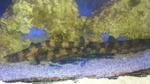 Aquarium «SeaQuest Interactive Aquarium Las Vegas», reviews and photos, 3528 S Maryland Pkwy #340, Las Vegas, NV 89169, USA