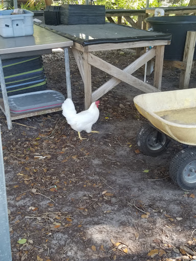 Farm «Sweetwater Organic Community Farm», reviews and photos, 6942 W Comanche Ave, Tampa, FL 33634, USA