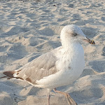 Photo n°4 de l'avis de Elke.s fait le 21/07/2019 à 06:47 sur le  Karls PIER7 Warnemünde à Rostock