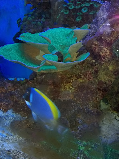 Tropical Fish Store «Aquarium World», reviews and photos, 116 S Earl Ave, Lafayette, IN 47904, USA