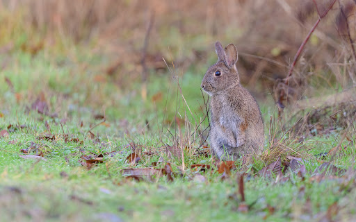 Nature Preserve «Beaverton Creek Wetlands Natural Area», reviews and photos, SW 153rd Dr, Beaverton, OR 97006, USA