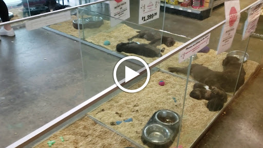 Pet Store «Critter Cabana - Wilsonville», reviews and photos, 8406 SW Main St #200, Wilsonville, OR 97070, USA