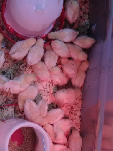 Home Improvement Store «Tractor Supply Co.», reviews and photos, 701 Rte 524, Allentown, NJ 08501, USA