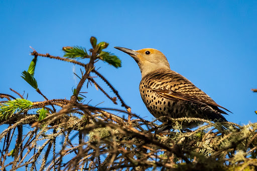 Country Club «Astoria Golf & Country Club», reviews and photos, 33445 Sunset Beach Rd, Warrenton, OR 97146, USA