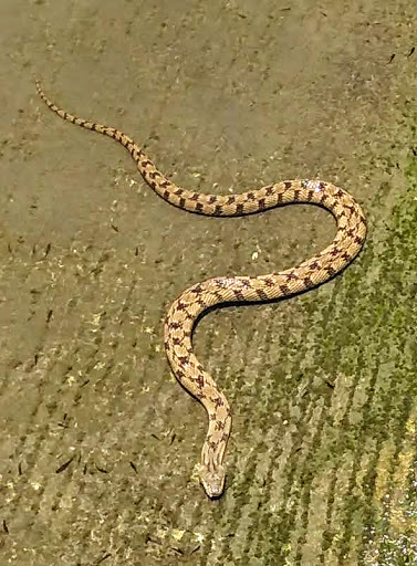 Art Museum «San Antonio Museum of Art», reviews and photos, 200 W Jones Ave, San Antonio, TX 78215, USA