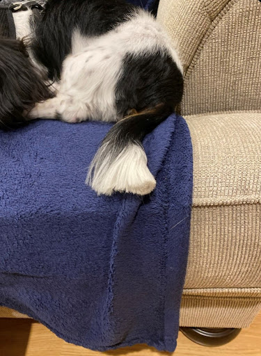 Pet Groomer «Dog Gone Cute Grooming & Bowtique», reviews and photos, 446 Racetrack Rd NW Unit F, Fort Walton Beach, FL 32547, USA