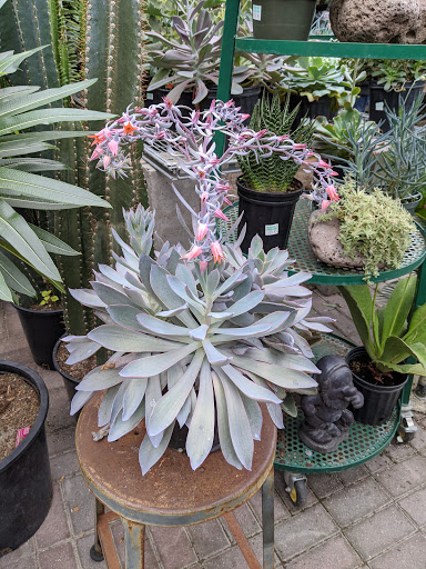 Plant Nursery «Goldner Walsh Garden and Home», reviews and photos, 559 Orchard Lake Rd, Pontiac, MI 48341, USA