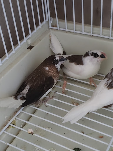 Pet Store «PetSmart», reviews and photos, 10451 Baltimore St NE, Blaine, MN 55449, USA