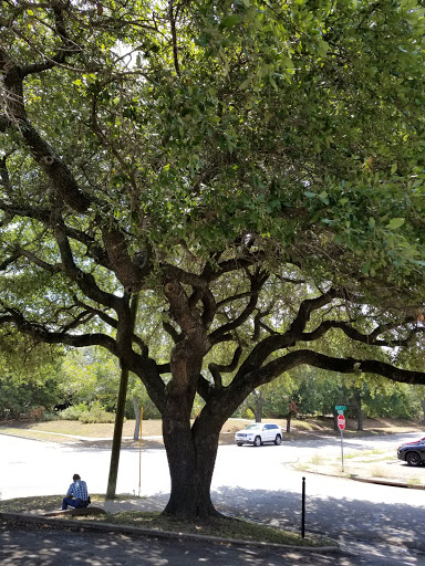 Coffee Shop «Pinewood Coffee Bar», reviews and photos, 2223 Austin Ave, Waco, TX 76706, USA