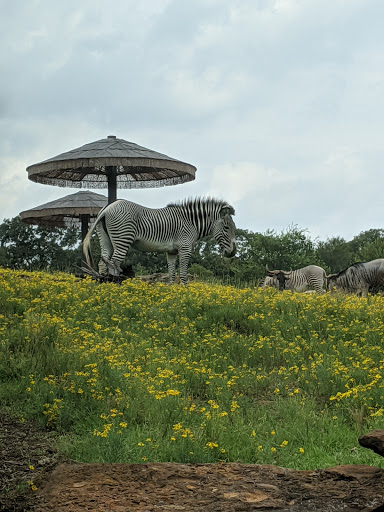 Zoo «Caldwell Zoo», reviews and photos, 2203 W Martin Luther King Jr Blvd, Tyler, TX 75702, USA