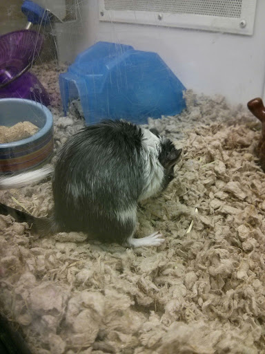 Pet Supply Store «Petco Animal Supplies», reviews and photos, 86 Storrs Rd, Mansfield Center, CT 06250, USA