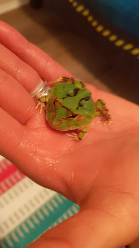 Pet Store «Super Pets», reviews and photos, 9403 E Las Tunas Dr, Temple City, CA 91780, USA