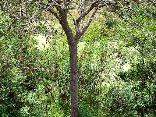 Nature Preserve «Shipley Nature Center», reviews and photos, 17851 Goldenwest St, Huntington Beach, CA 92647, USA