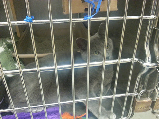 Pet Supply Store «PetSmart», reviews and photos, 860 Cobb Pl Blvd NW, Kennesaw, GA 30144, USA