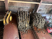 Victory Bee Removal - Photo 3 - Car repair in Oceanside, CA, Oceanside