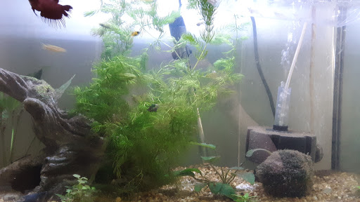 Pet Store «M V Pets», reviews and photos, 7429 S Westnedge Ave, Portage, MI 49002, USA