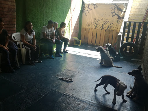 Centro de Psicología Canina Ramses Carrasco