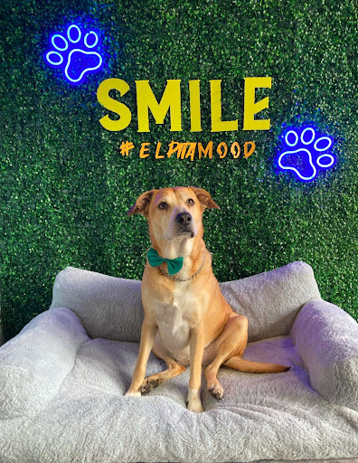 Pensioni per cani e dog hotel a Toelettatura eLpitaMood