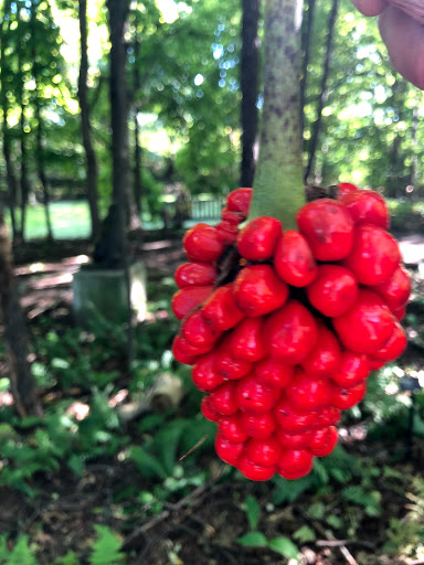 Gift Shop «Meijer Gardens Gift Shop», reviews and photos, 1000 E Beltline Ave NE, Grand Rapids, MI 49525, USA