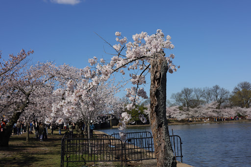 Memorial Park «Martin Luther King, Jr. Memorial», reviews and photos, 1964 Independence Ave SW, Washington, DC 20024, USA