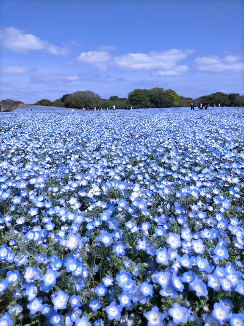 花桟敷（海の中道海浜公園）