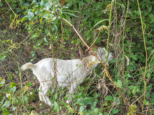 Park «Little Nancy Creek Park», reviews and photos, 4012 Peachtree Dunwoody Rd, Atlanta, GA 30342, USA