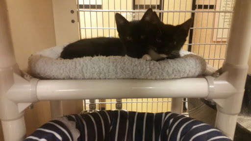 Pet Supply Store «PetSmart», reviews and photos, 12046 Paul Mayer Ave, Bridgeton, MO 63044, USA