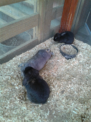 Childrens Farm «Best Long Island Pumpkin Picking», reviews and photos, 250 Old Country Rd, Melville, NY 11747, USA