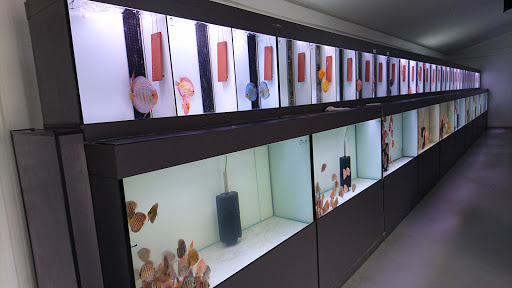 Europa Discus Center unter Nackenheim, 