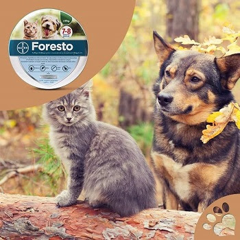 Happy Pets Állateledel Nyíregyháza - Purina Pro Plan és Foresto Nyakörv, Macskaalom, Royal Canin, Kutyapelenka