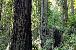 Headwaters Forest Reserve image