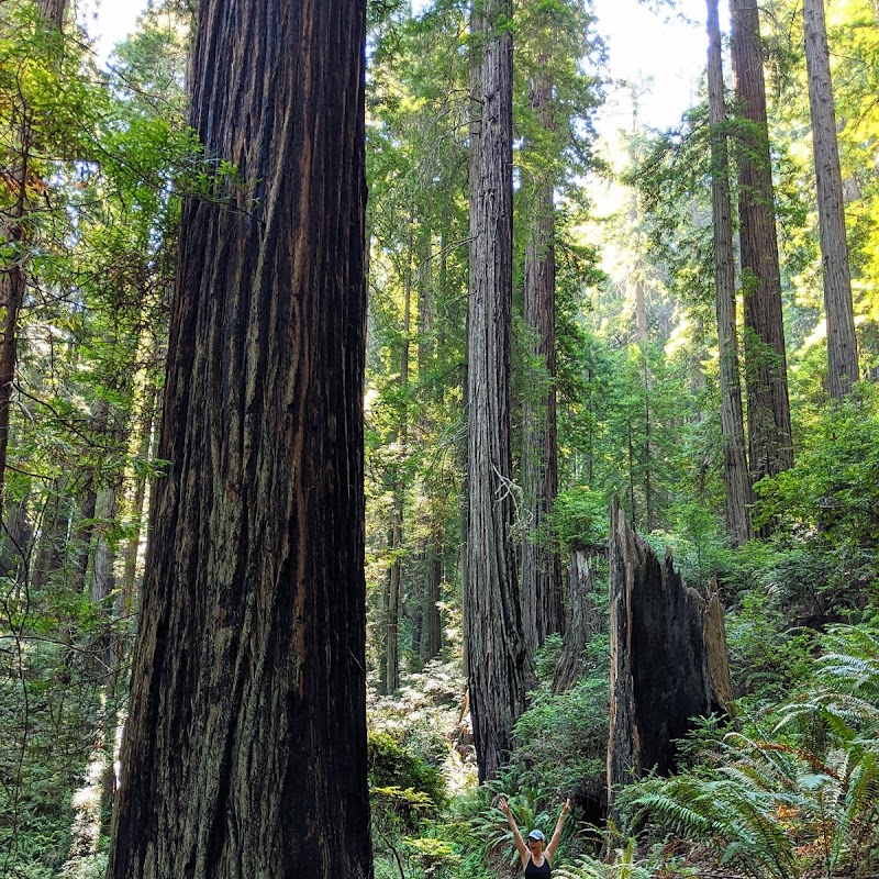 Headwaters Forest Reserve