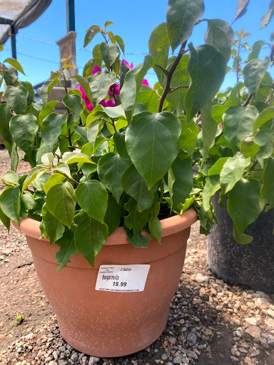 Plant Nursery «HOUSTON PLANTS & GARDEN WORLD», reviews and photos, 16726 North Fwy, Houston, TX 77090, USA