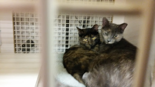 Pet Supply Store «Petco Animal Supplies», reviews and photos, 7907 State Highway N, Dardenne Prairie, MO 63368, USA