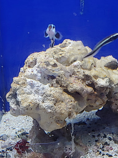 Tropical Fish Store «Pisces Reef Fish Emporium, LLC», reviews and photos, 9326 W Sahara Ave, Las Vegas, NV 89117, USA