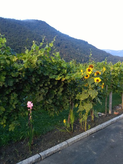 Photos of Weingut Donabaum in der Spitz - Martin & Alexandra Donabaum